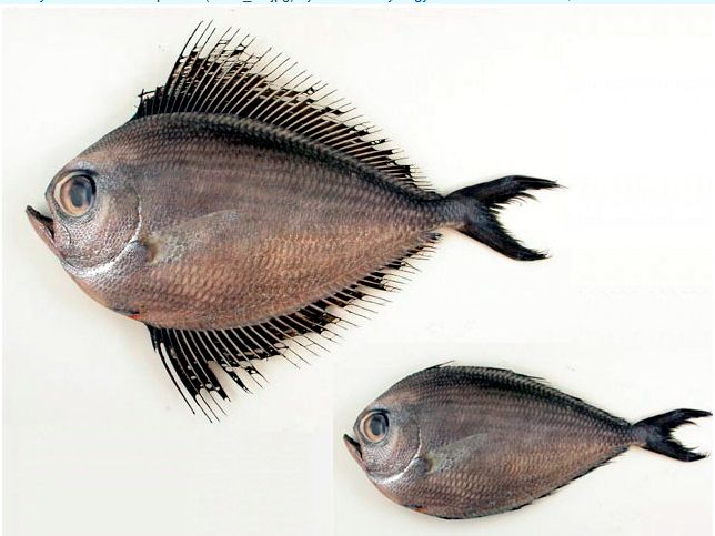 Pterycombus brama_002